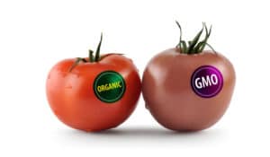GMOs