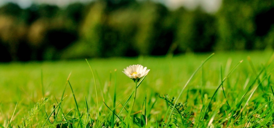 a single small white flower in the middle of a green field in spring