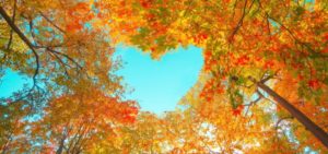 looking up into a tree canopy and seeing a heart in the absence of limbs and leaves