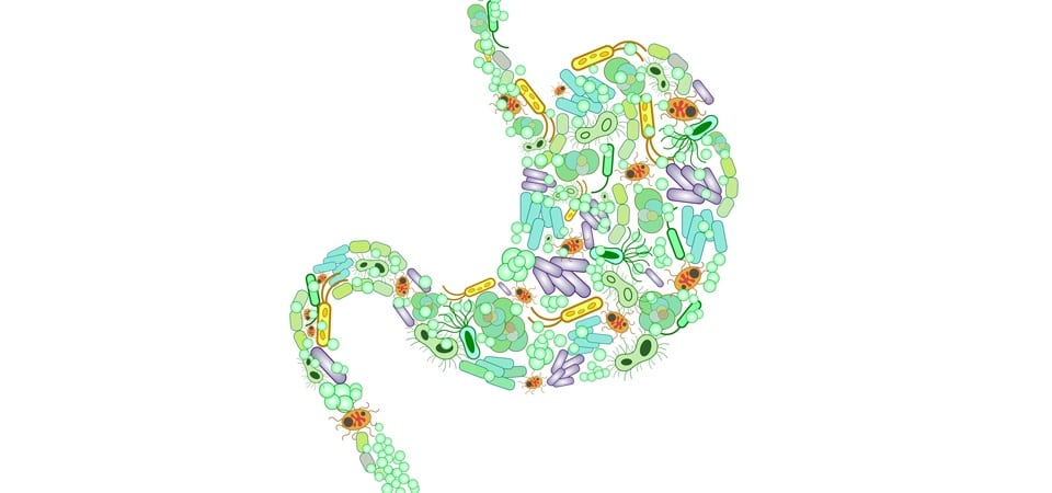 illustration of a stomach made of bacteria