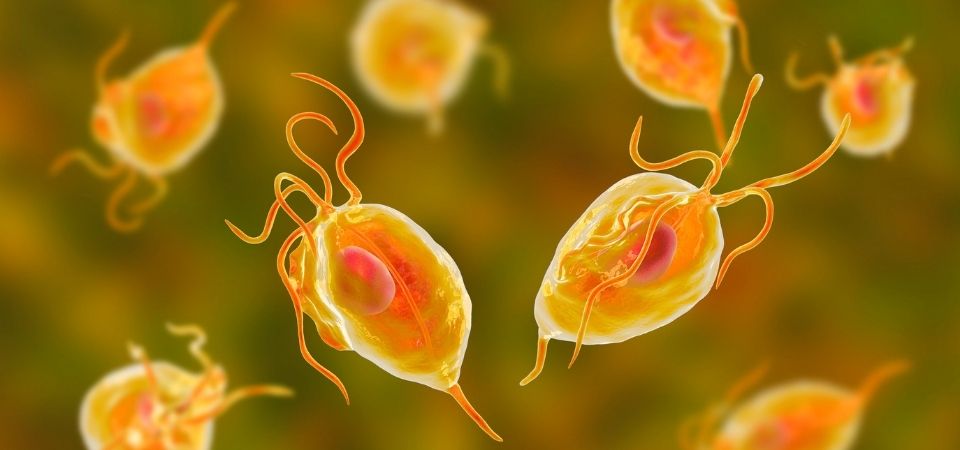 Parasites and Autoimmune: What’s the Connection?