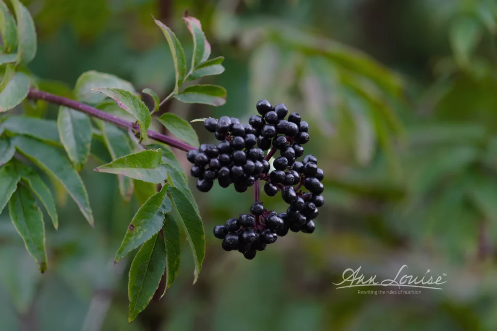 Biohack: Boost Immunity with Elderberry Extract