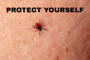 Stop Ticks With This Essential Oils Biohack