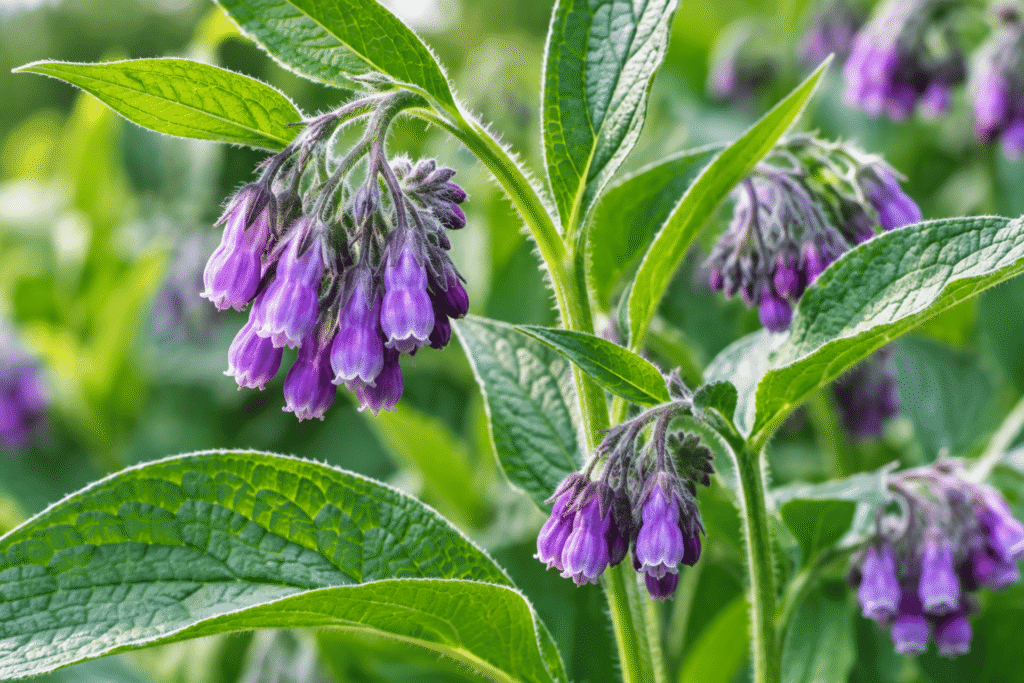 Comfrey for Pain Relief: What the Research Shows
